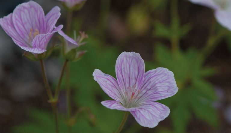 geranium-melinda_crw_9566-l15