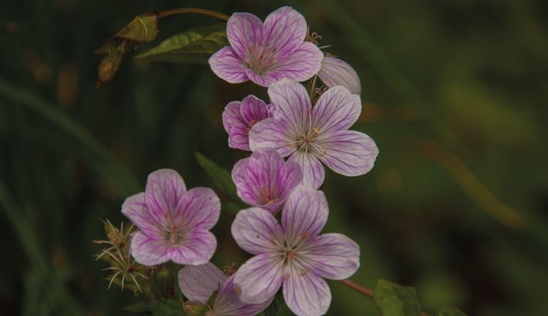 geranium-melinda_mg_3681-l9