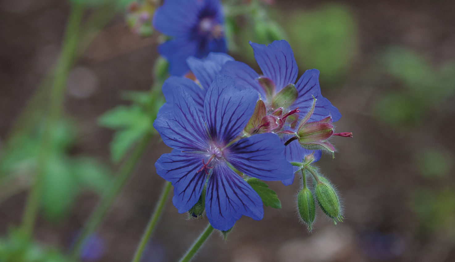 geranium-sabani-blue_crw_9564-l15