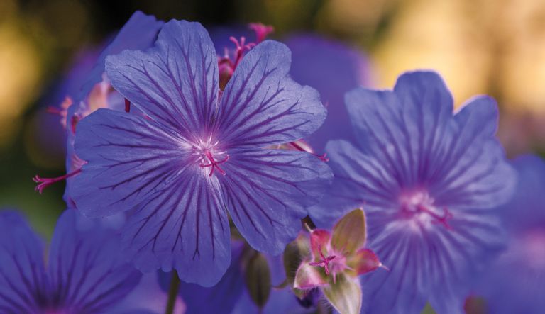 geranium-sabani-blue_crw_9663-l19
