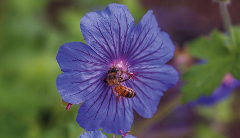 geranium-sabani-blue_crw_9666-l19