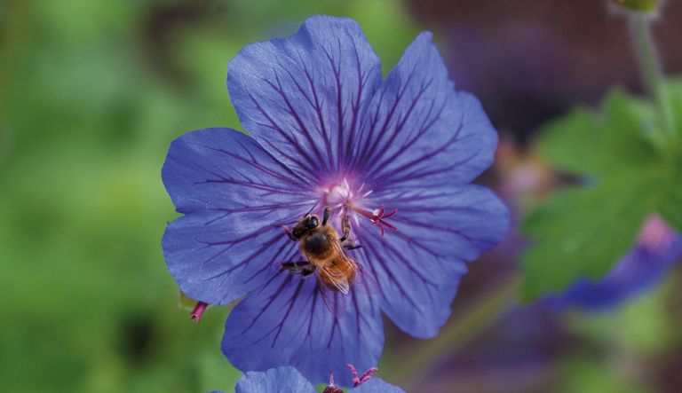 geranium-sabani-blue_crw_9667-l19