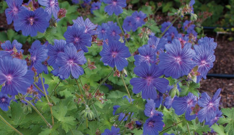 geranium-sabani-blue_crw_9668-l19
