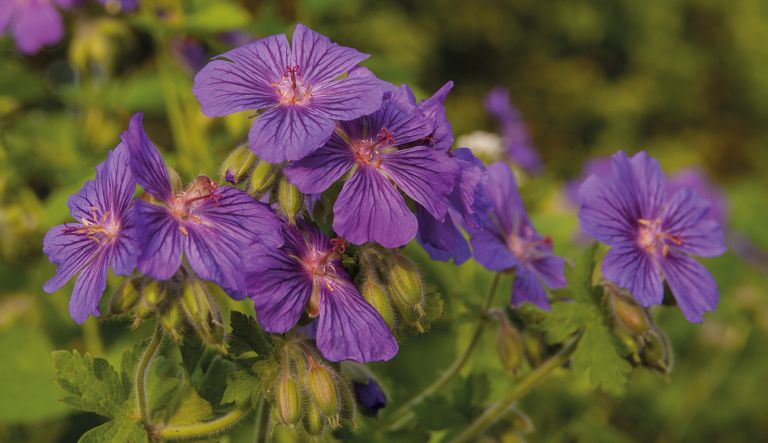 geranium-sabani-blue_mg_3419-l2