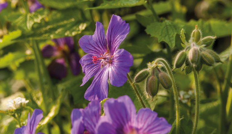 geranium-sabani-blue_mg_3420-l2