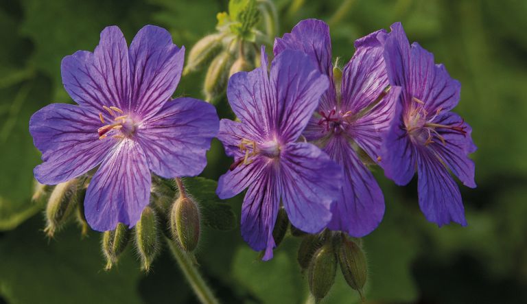 geranium-sabani-blue_mg_3421-l2