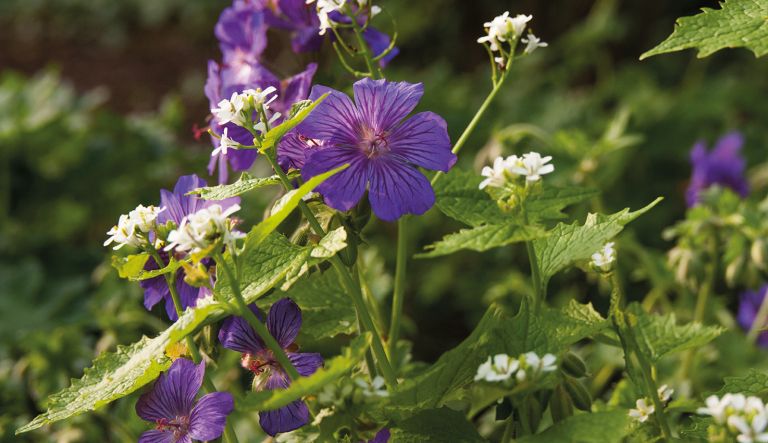 geranium-sabani-blue_mg_3422-l2