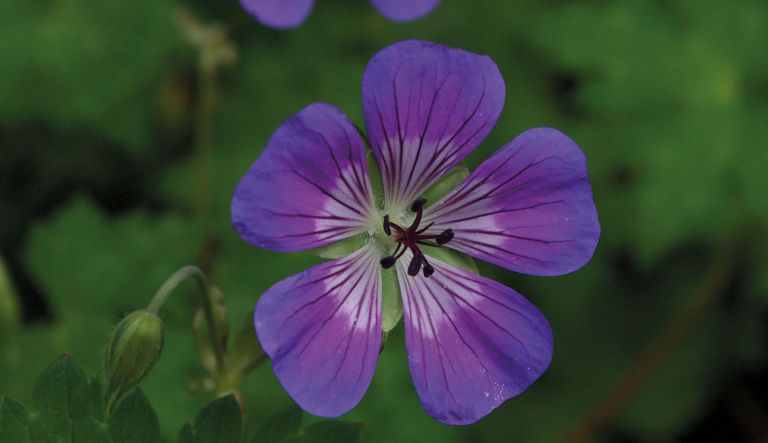 geranium-sweet-heidi_crw_0672-l10