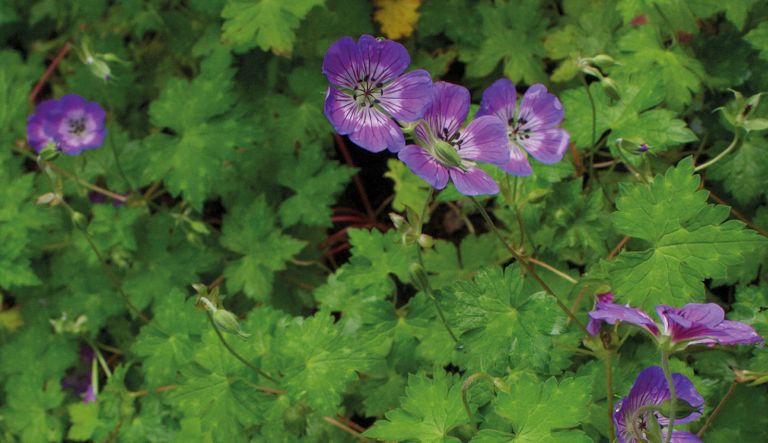 geranium-sweet-heidi_crw_0673-l10