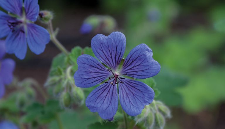 Geranium Terre Franche Plantes Vivaces