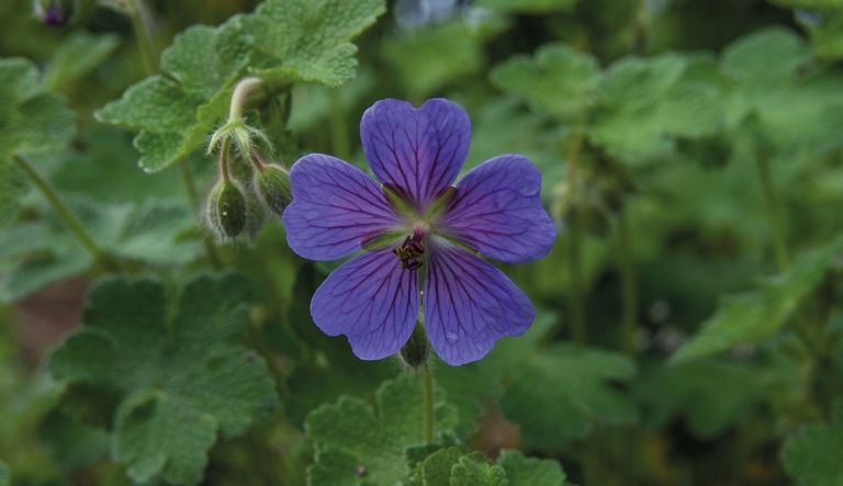 geranium-terre-franche_mg_3646_l82