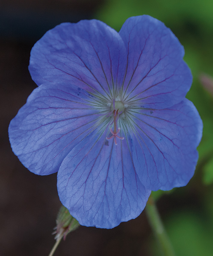 Geranium himalayense 'Irish Blue'