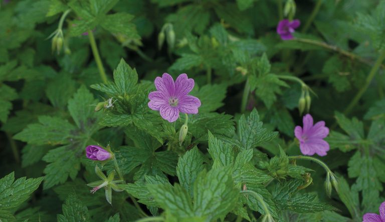 geranium-x-oxonianum-elworthy-misty_crw_9610-l17