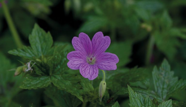 geranium-x-oxonianum-elworthy-misty_crw_9612-l17