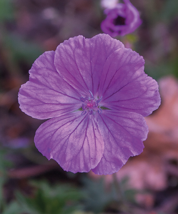 Geranium sanguineum 'Inverness'