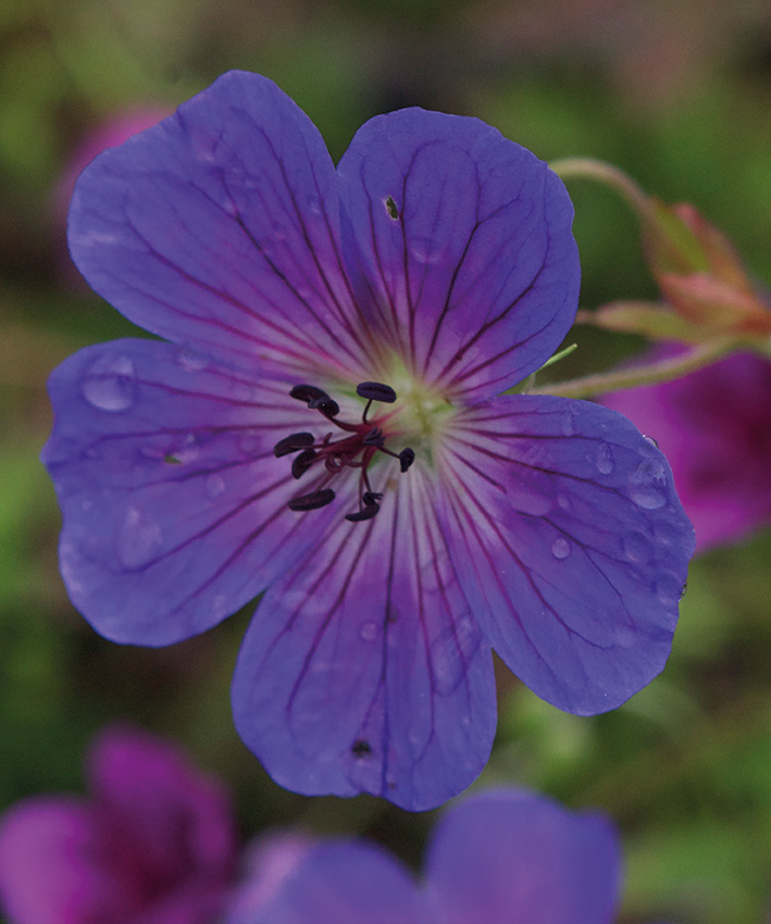 geranium-wallichianum-rainbow_crw_0668-s10
