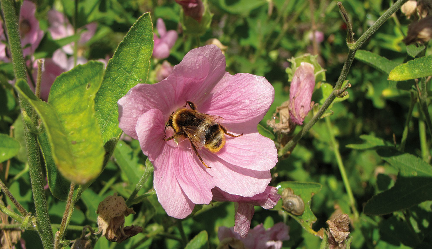 ook-aan-de-bijen-werd-gedacht-in-deze-landelijke-tuin-nabij-amersfoort-gerealiseerd-door-hovenierscentrum-de-briellaerd-in-barneveld_l-2_img_0586