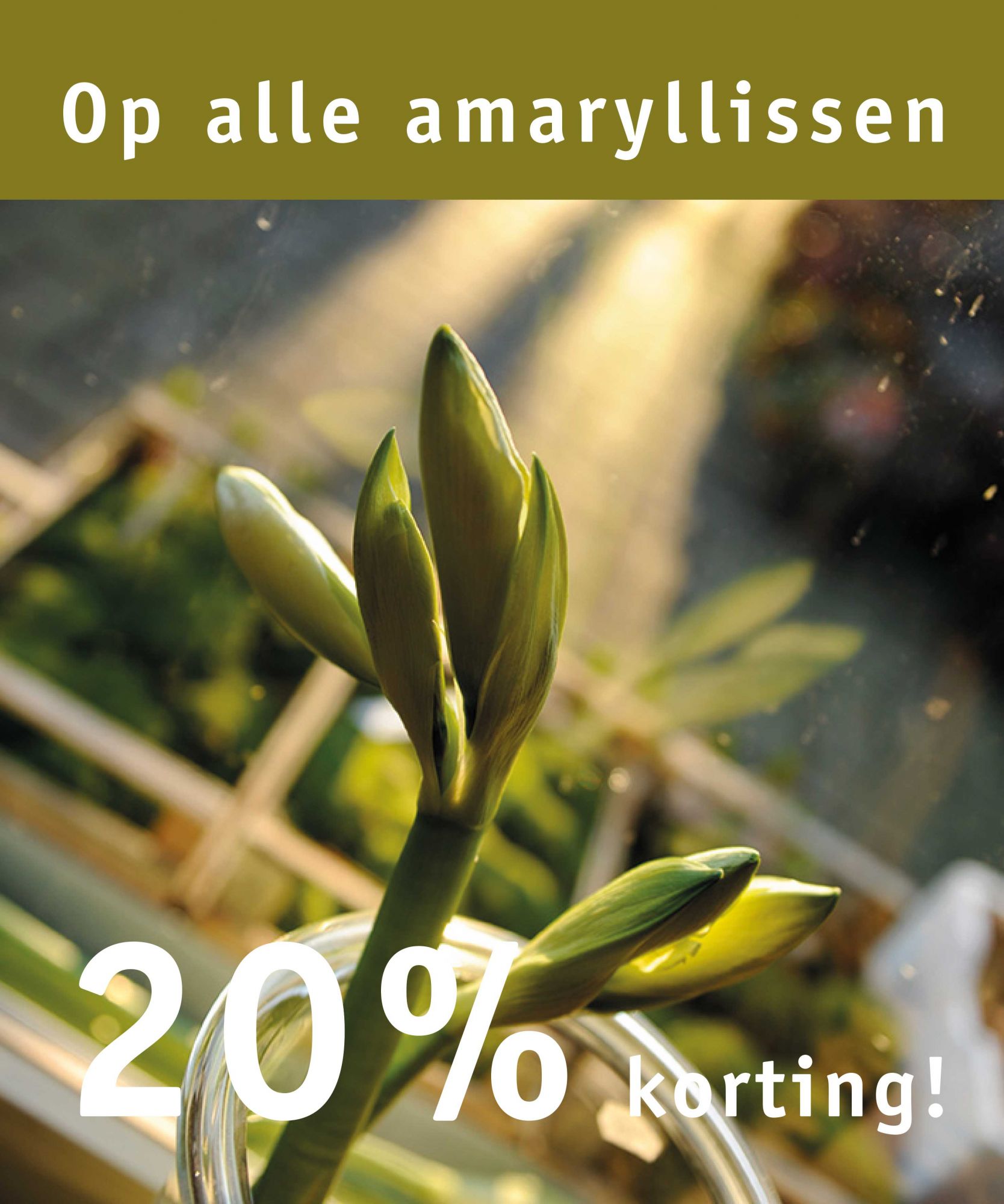 20% korting op alle amaryllissen, zolang de voorraad strekt.