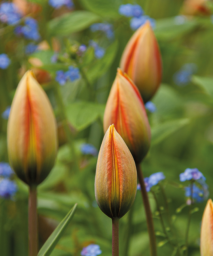 tulipa-whittallii-bijzondere-tulp-oranje-tulp-tulpenbollen-hovenierscentrum-de-briellaerd-barneveld_5_s_mg_8652