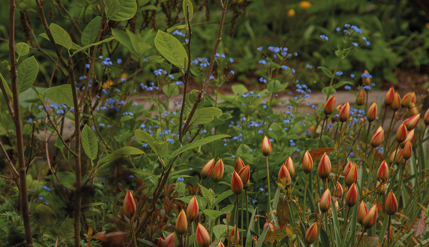 tulipa-whittallii-bijzondere-tulp-oranje-tulp-tulpenbollen-hovenierscentrum-de-briellaerd-barneveld_8_l_mg_8673