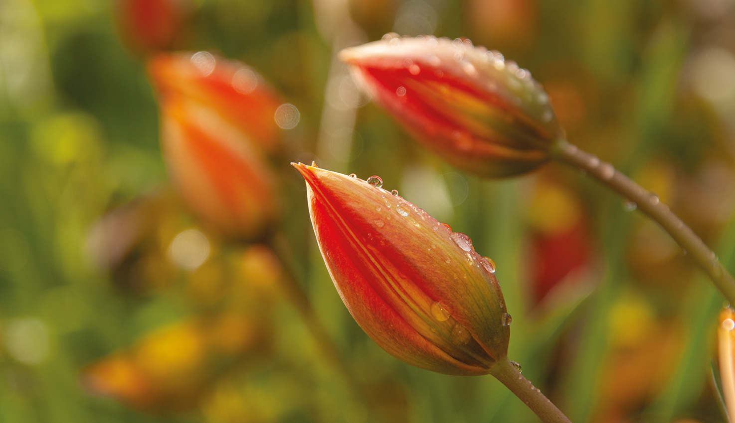 tulipa-whittallii-bijzondere-tulp-oranje-tulp-tulpenbollen-hovenierscentrum-de-briellaerd-barneveld_8_l_mg_8708