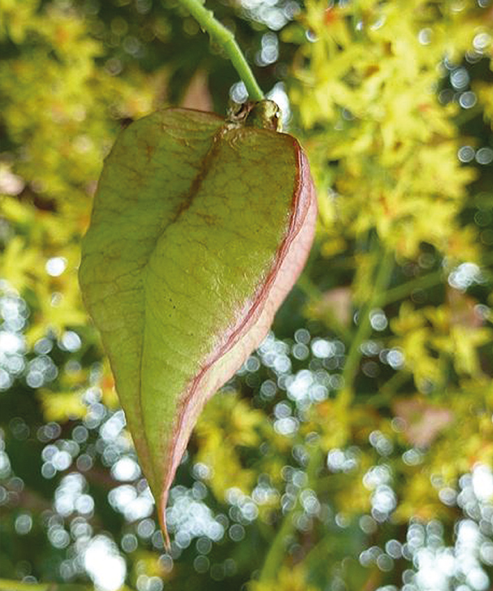 Koelreuteria paniculata | Chinese vernisboom