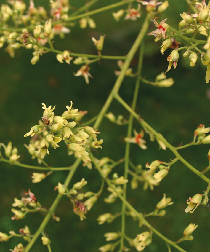 Koelreuteria paniculata | Chinese vernisboom