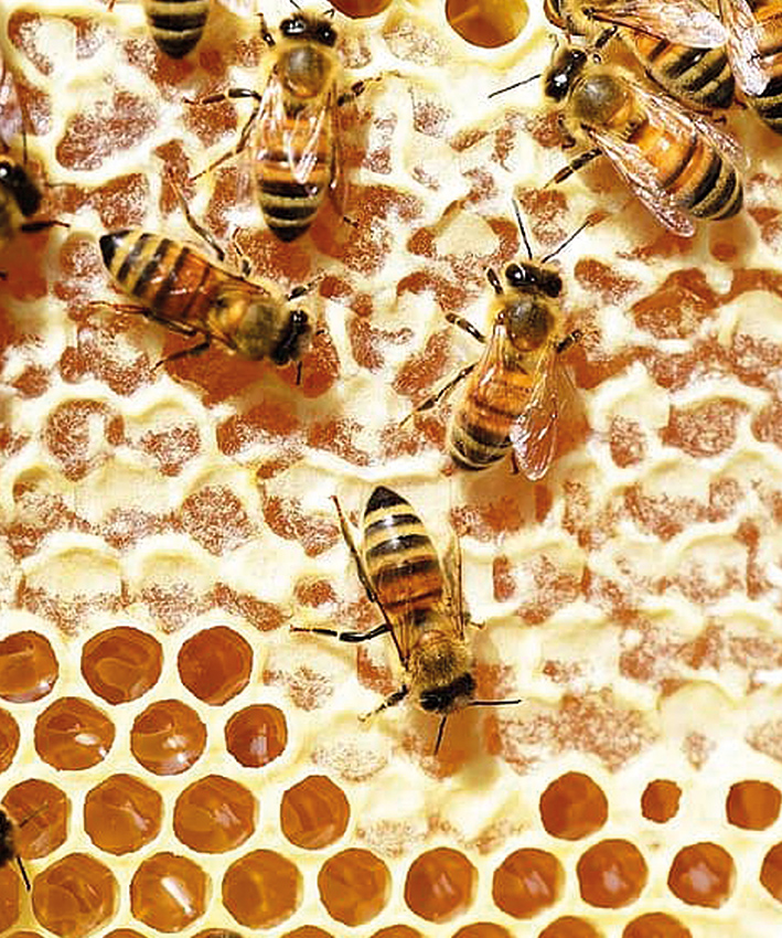 Themadag over bijen op zaterdag 15 augustus 2020