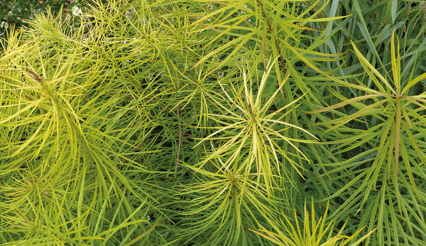 11-amsonia-hubrichtii-vaste-planten-collectie-hovenierscentrum-de-briellaerd-barneveld_1_l