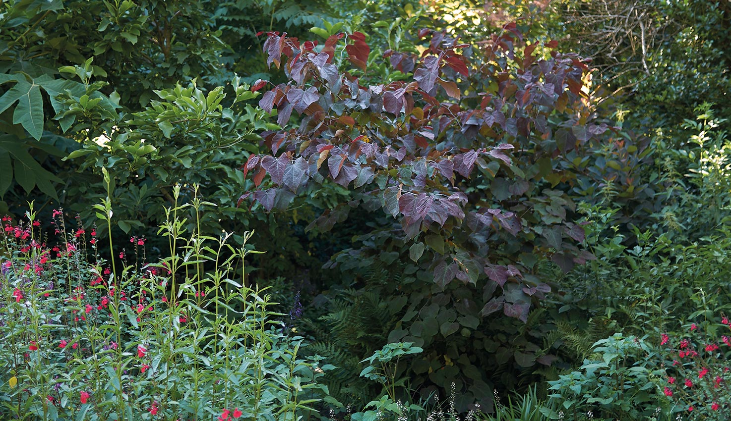 13-cercis-canadensis-bomencollectie-hovenierscentrum-de-briellaerd-barneveld_1_l