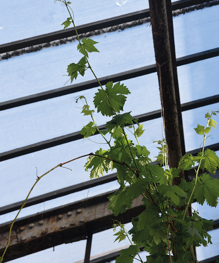 3-vitis-vinifera-vaste-planten-collectie-hovenierscentrum-de-briellaerd-barneveld_1_s