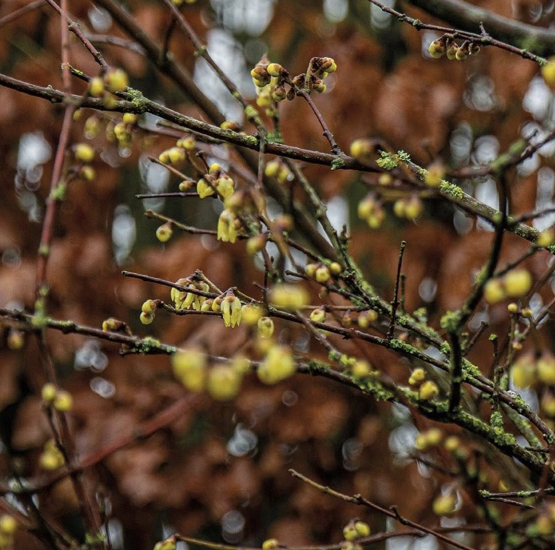 Heerlijk geurende winterbloeier; Chimonanthus praecox