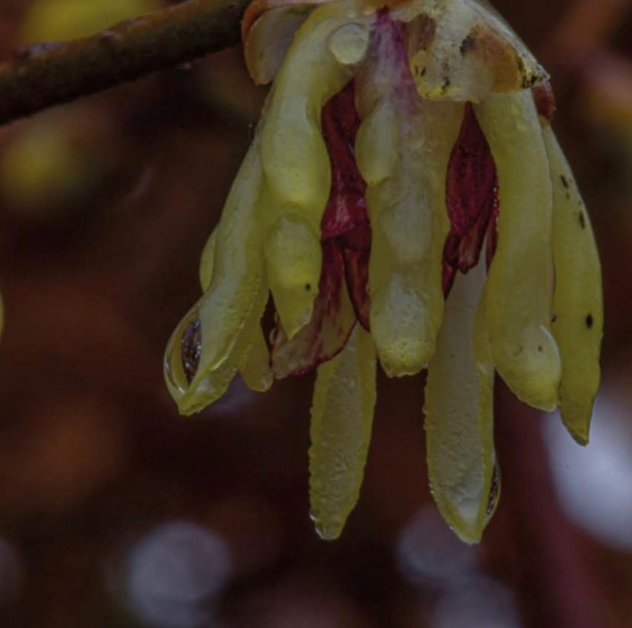 Heerlijk geurende winterbloeier; Chimonanthus praecox