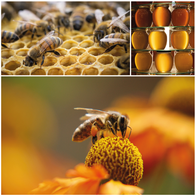 Workshop 'Maak van uw tuin een bijenparadijs!'