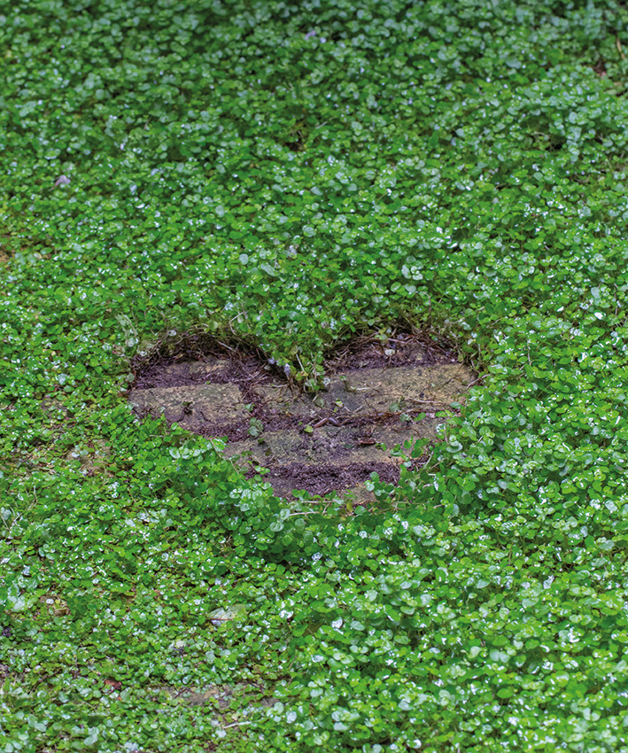 Ligt jouw hart ook in het groen? Vacature:  administratief/financieel medewerker met een groen hart