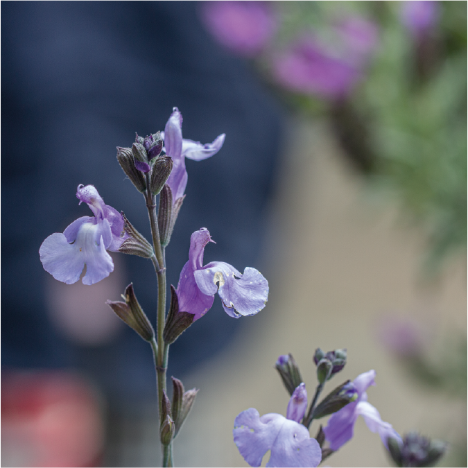 Volop Salvia soorten in onze tuinwinkel