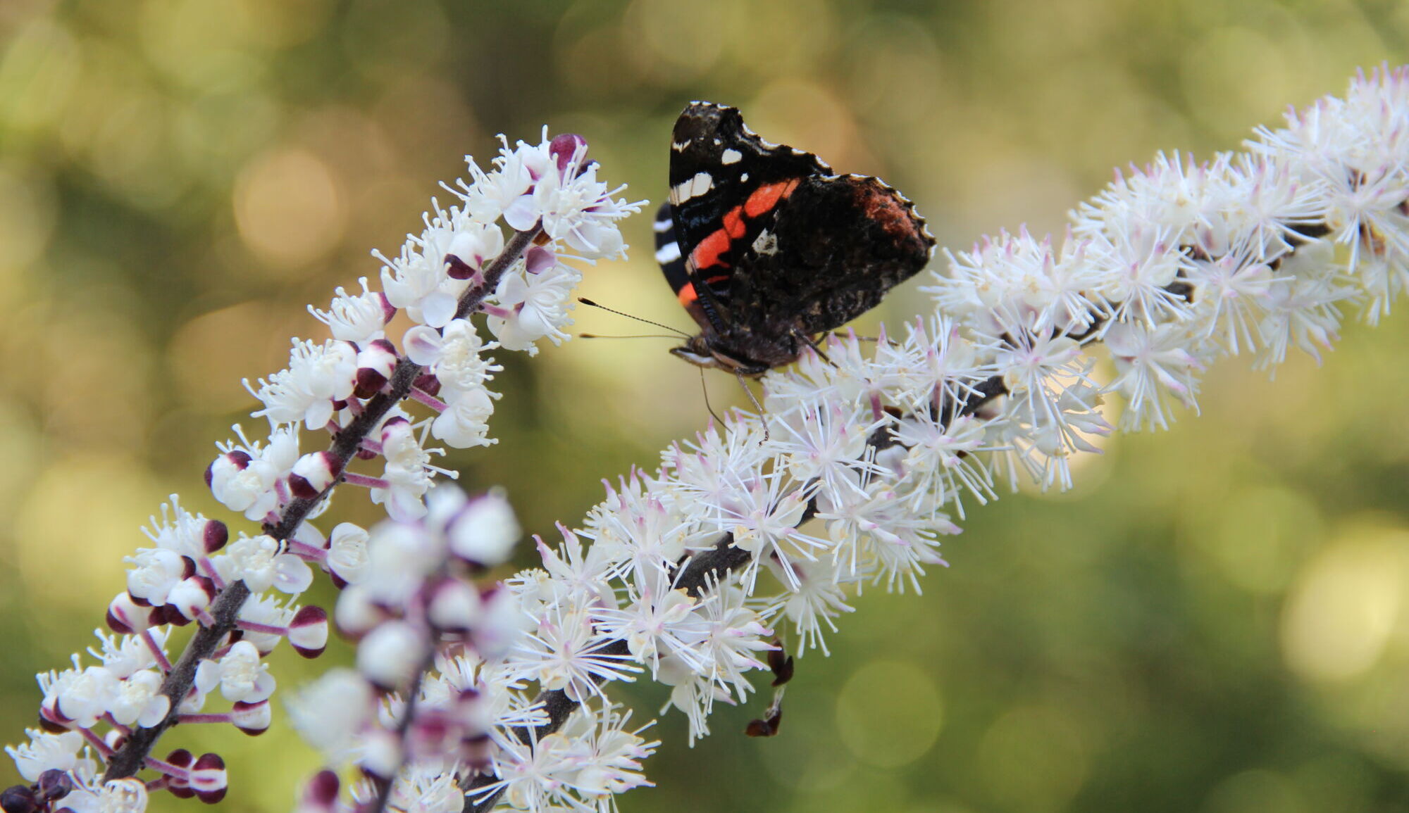 Een vlinder op Actaea simplex 'Brunette'