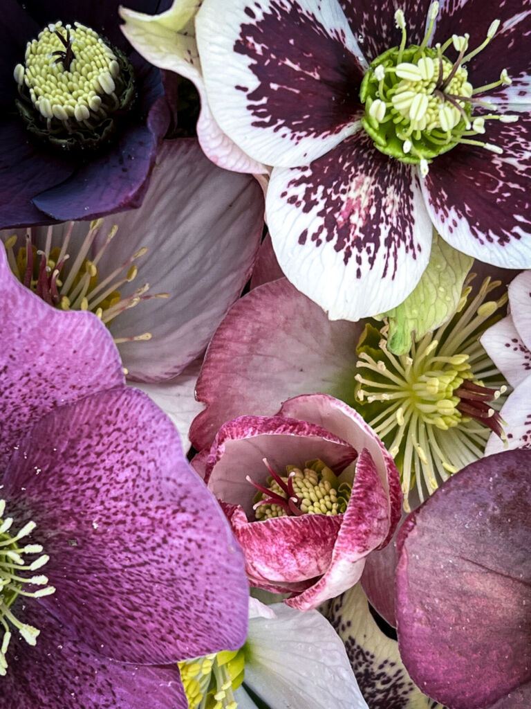 Helleborus als ideale winterbloeier