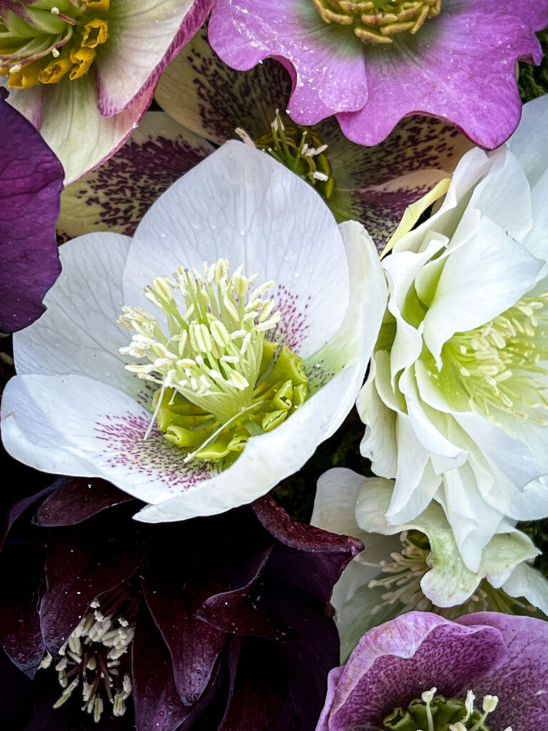 Helleborus als ideale winterbloeier