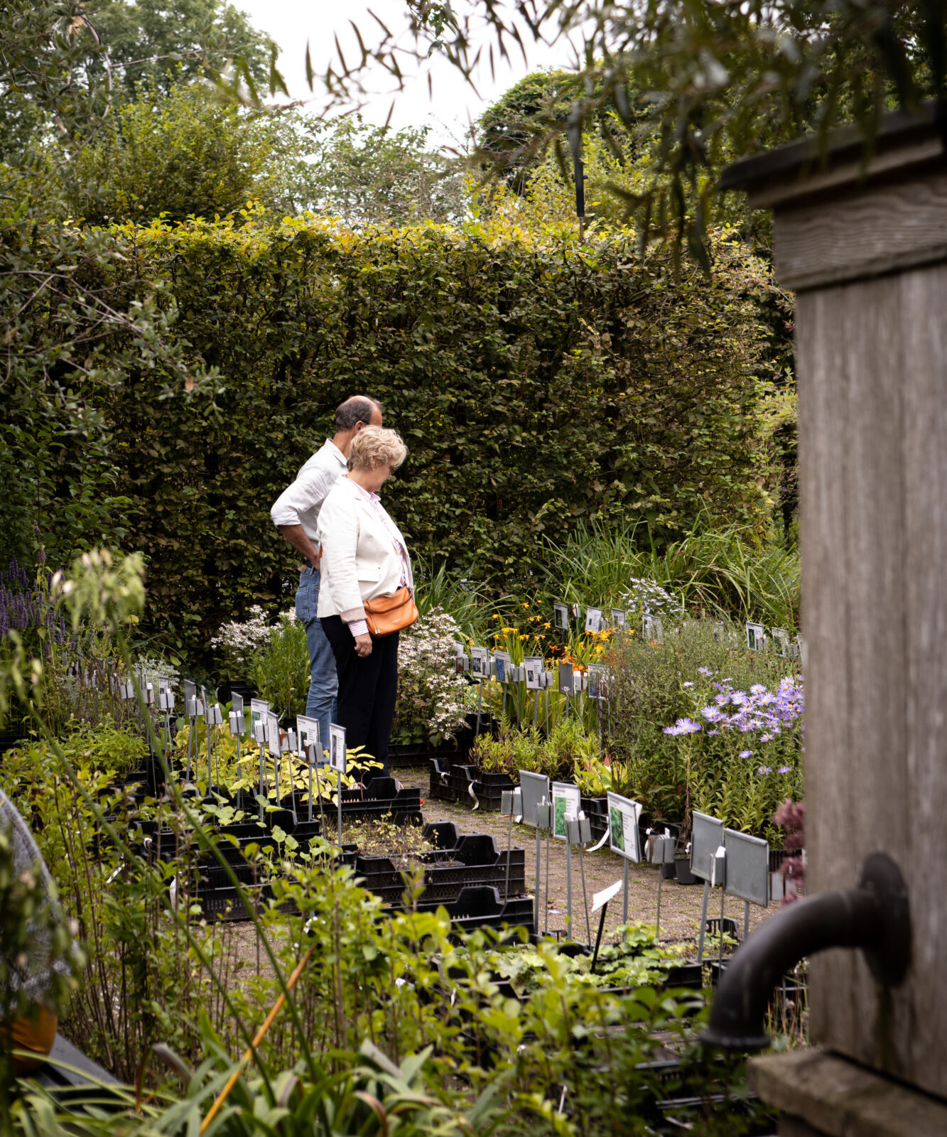 Planten in tuinwinkel De Briellaerd