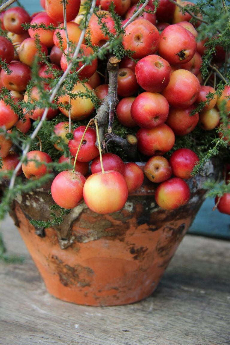 appeltjespot-close-up-winterworkshop-appeltjes