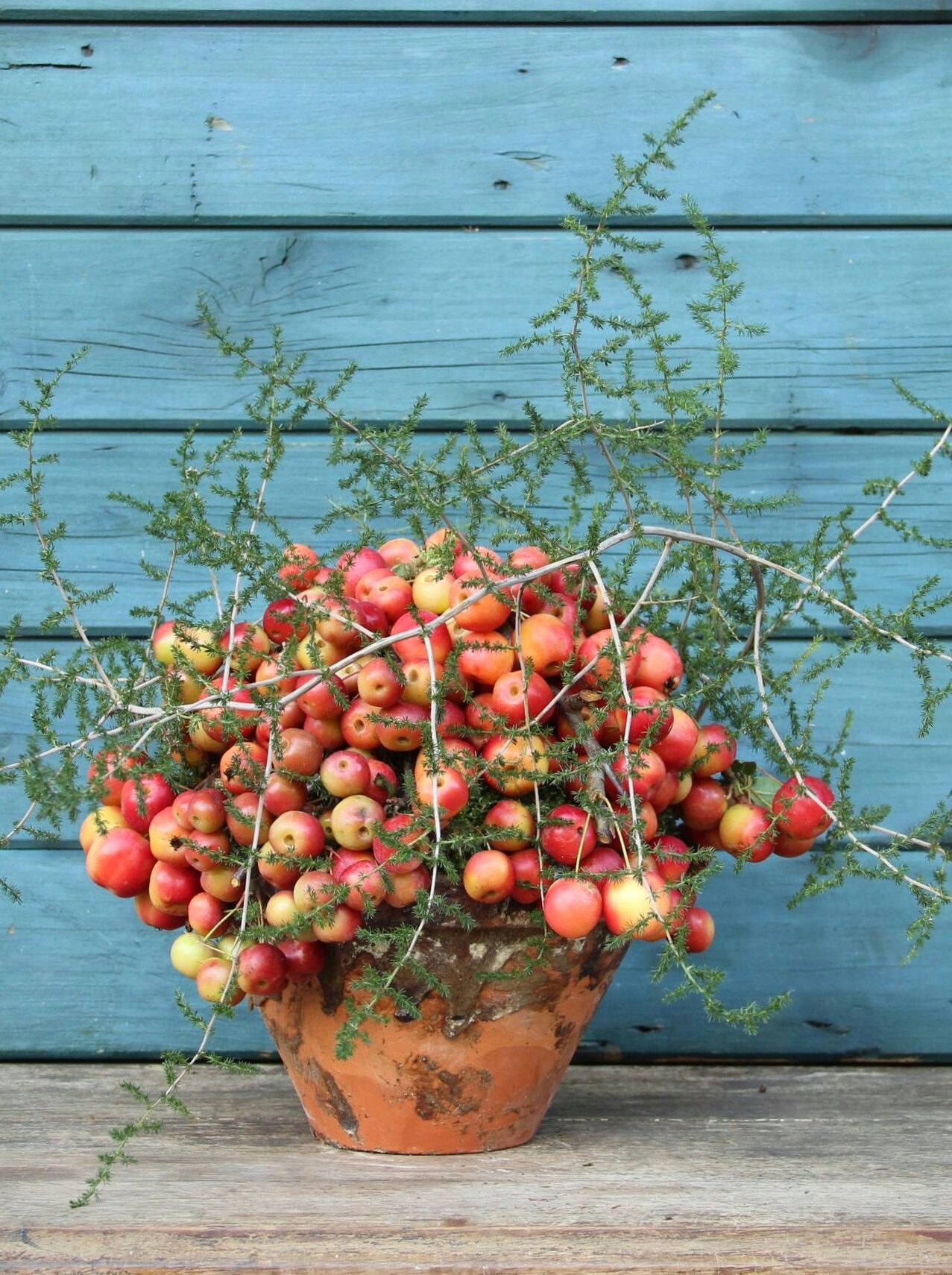 Glanzende rode appeltjes en dansende Asparagus takken