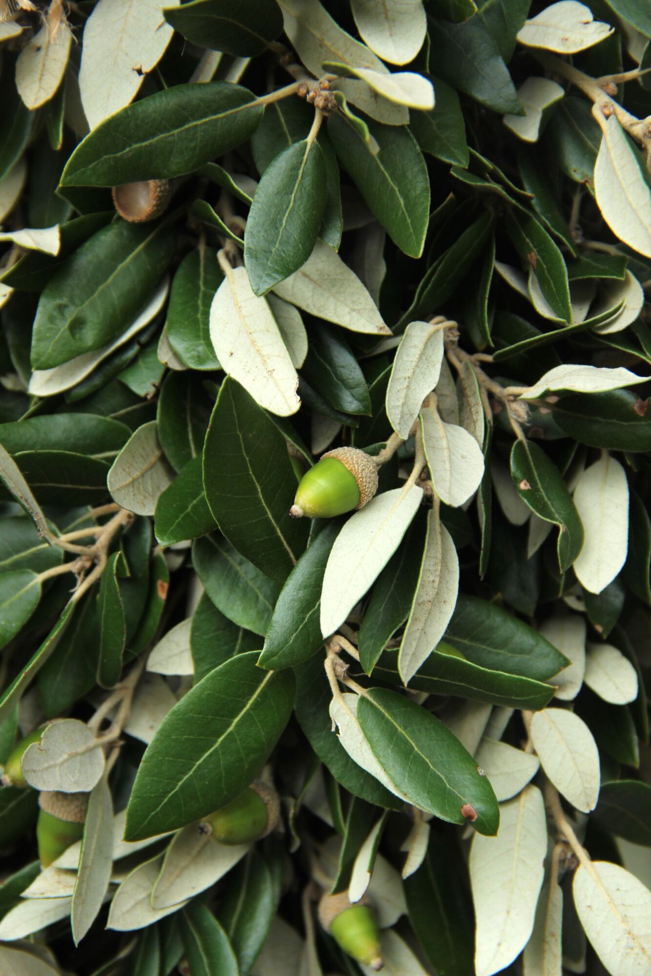 Diepgroen blad met een mooie zilvergroene achterzijde en leuke groene eikeltjes