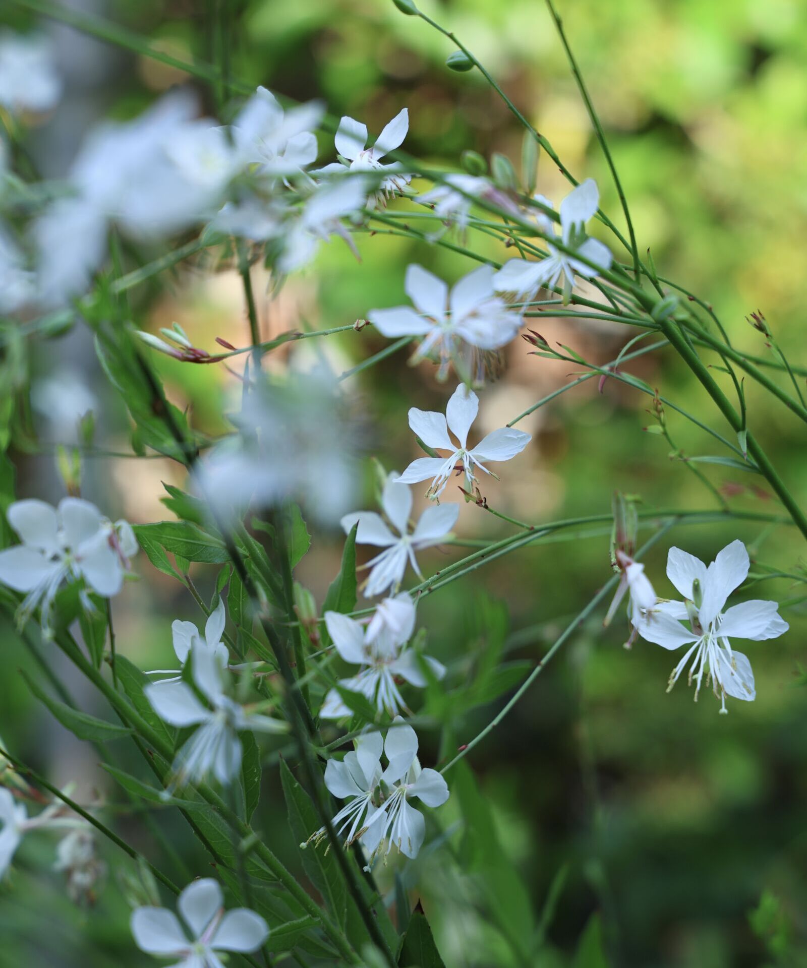 Gaura lindheimeri 'Whirling Butterflies'