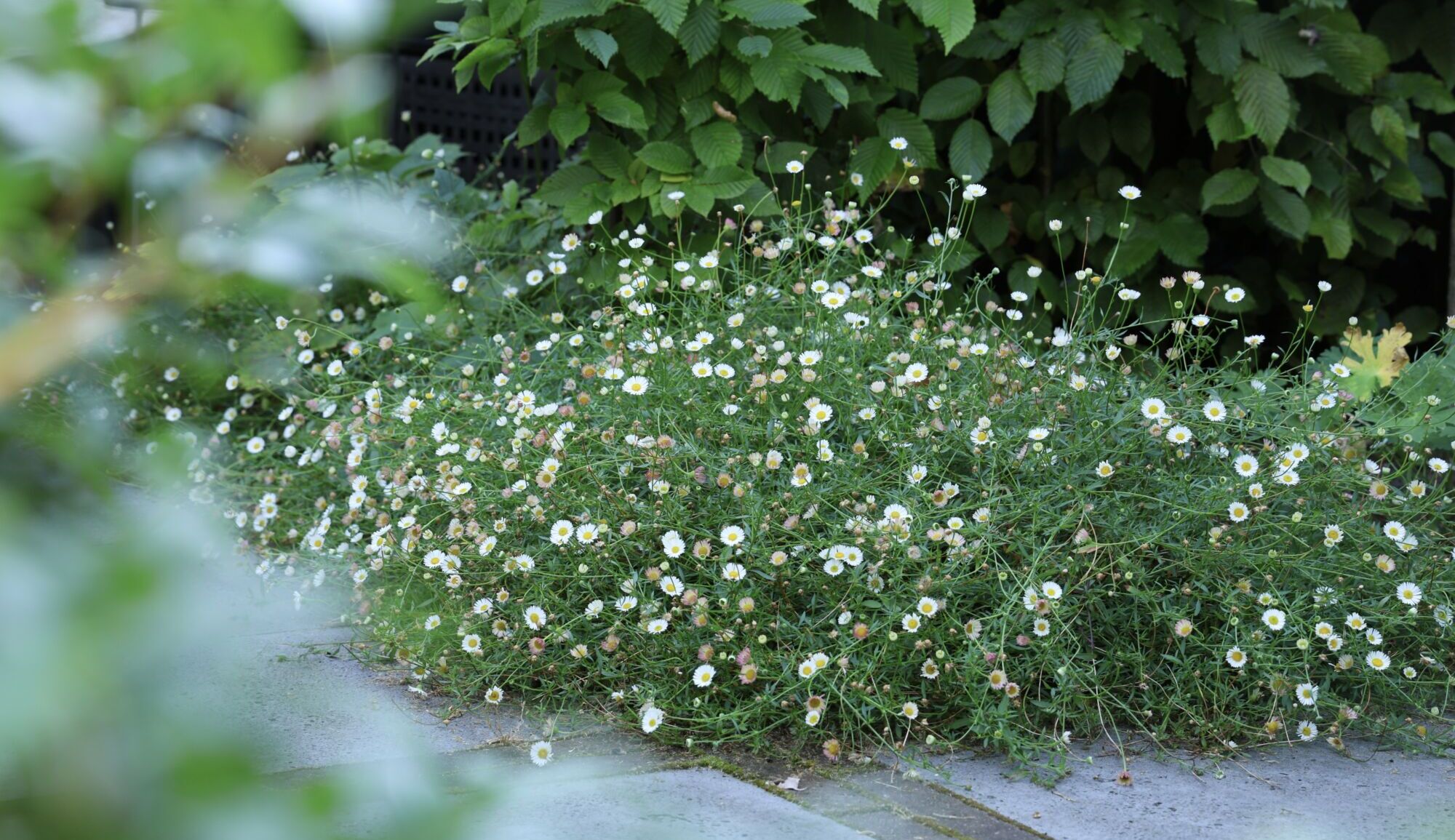 Erigeron karvinskianus