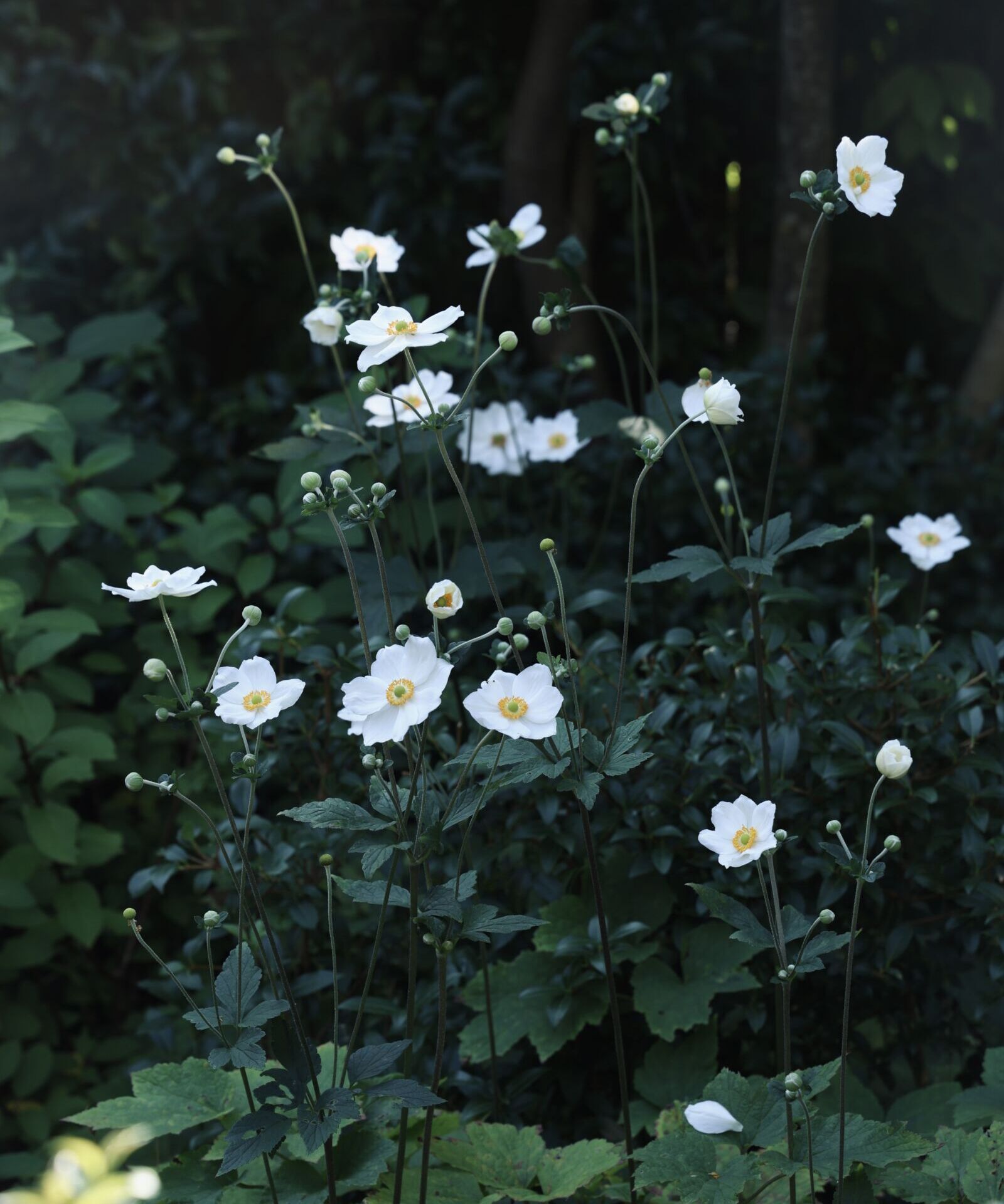 Anemone 'Honorine Jobert'