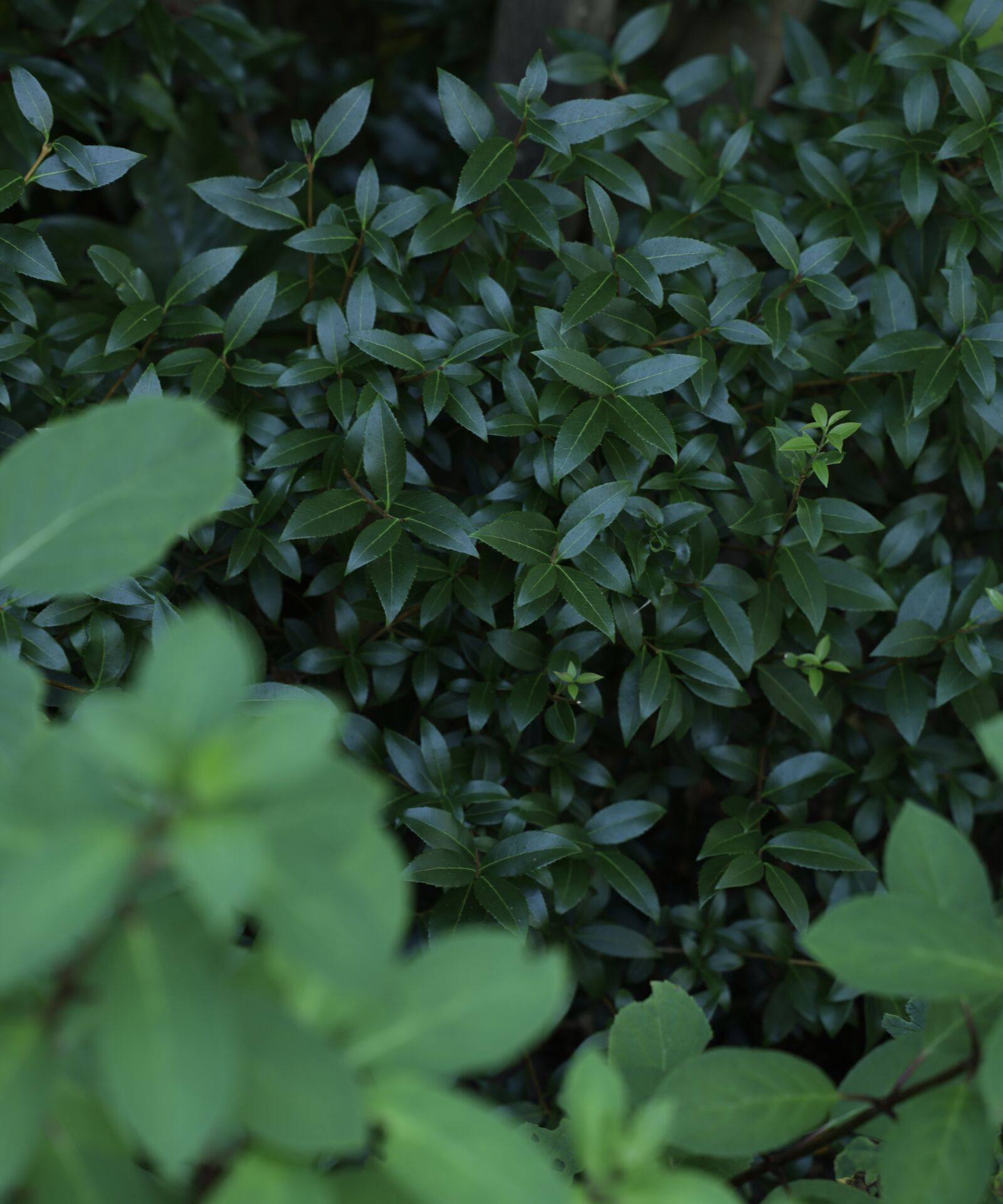 Textuur in groene border