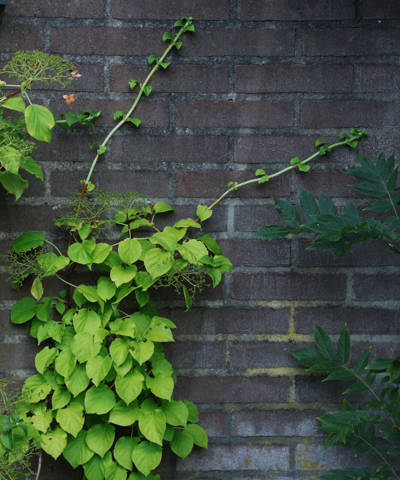 Klimhortensia groeiend tegen muurtje