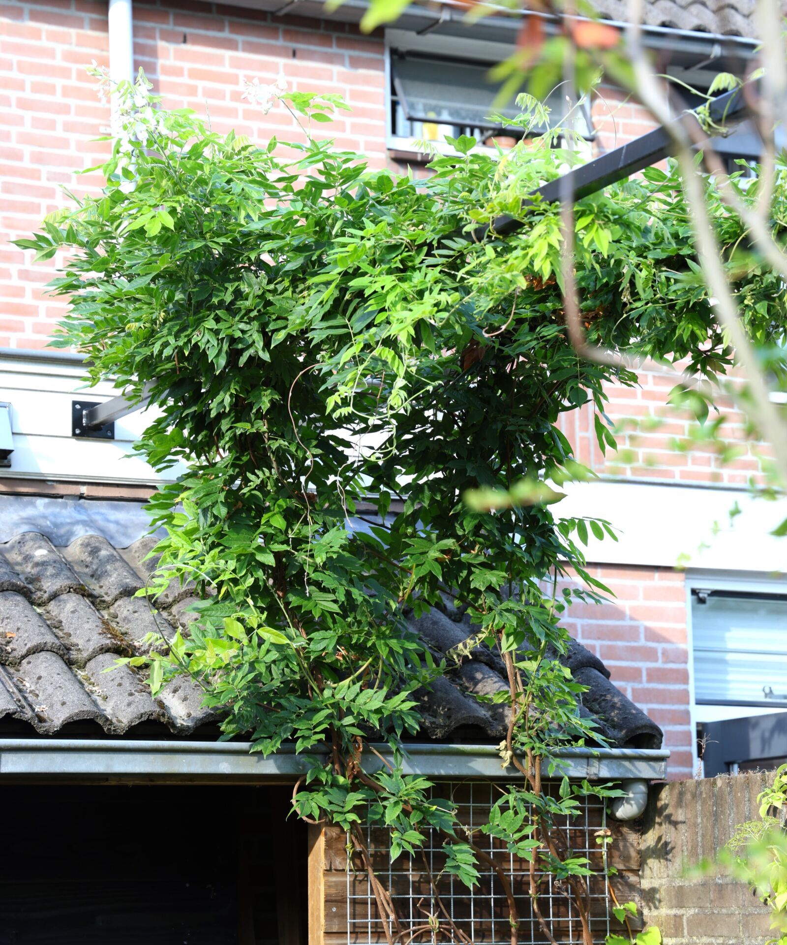 Wisteria groeiend over pergola