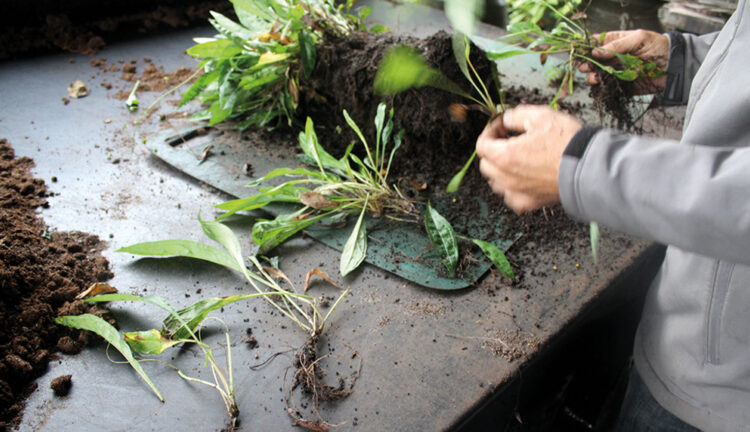 Hier zie je hoe je de wortels van een plant kan scheuren